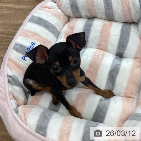 茨城県のミニチュアピンシャー (ペッツワン つくば店/2025年12月22日生まれ/女の子/ブラックタン)の子犬の4枚目の画像