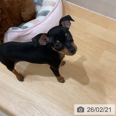 ミニチュア・ピンシャーの写真