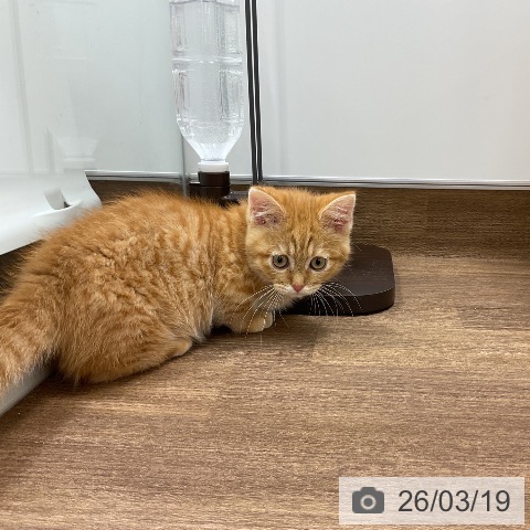 千葉県のミヌエット (ペッツワン 千葉ニュータウン店/2025年12月22日生まれ/男の子/レッドタビー)の子猫の4枚目の画像