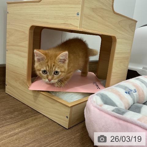 千葉県のミヌエット (ペッツワン 千葉ニュータウン店/2025年12月22日生まれ/男の子/レッドタビー)の子猫の3枚目の画像