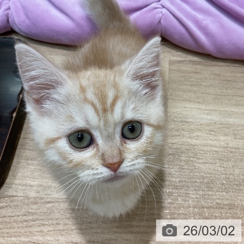 ミヌエットの写真