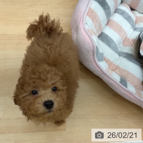 トイ・プードルの写真