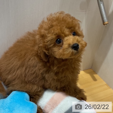 トイ・プードルの写真