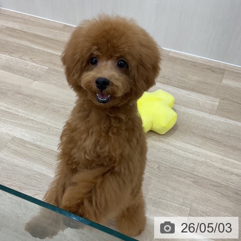 群馬県のトイプードル(トイ) (ペットプラス 前橋店/2025年12月13日生まれ/男の子/レッド)の子犬の4枚目の画像