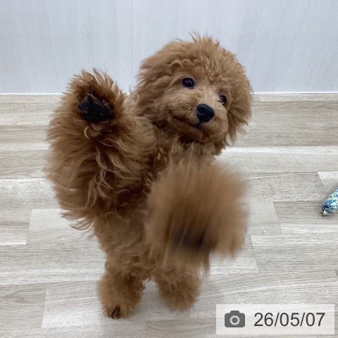 群馬県のトイプードル(トイ) (ペットプラス 前橋店/2025年12月13日生まれ/男の子/レッド)の子犬の4枚目の画像