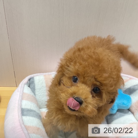 埼玉県のトイプードル(トイ) (ペットプラス 与野店/2025年12月13日生まれ/男の子/レッド)の子犬の3枚目の画像