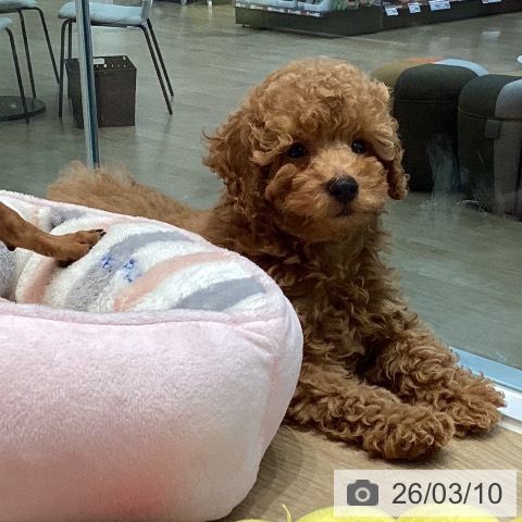 宮城県のトイプードル(トイ) (ペットプラス 仙台泉大沢店/2025年12月21日生まれ/女の子/レッド)の子犬の3枚目の画像