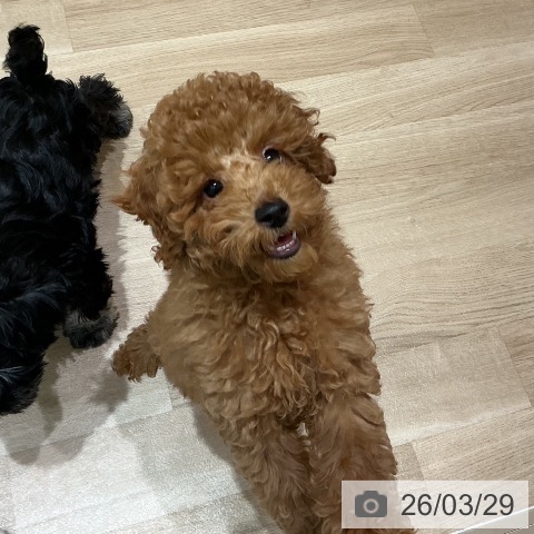 宮城県のトイプードル(トイ) (ペットプラス 仙台泉大沢店/2025年12月21日生まれ/女の子/レッド)の子犬の3枚目の画像