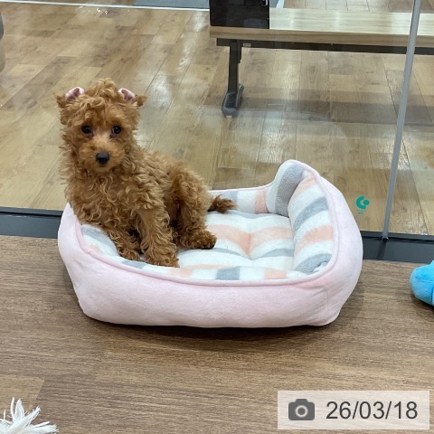 埼玉県のトイプードル(トイ) (ペッツワン 吉川美南店/2025年12月21日生まれ/女の子/レッド)の子犬の3枚目の画像