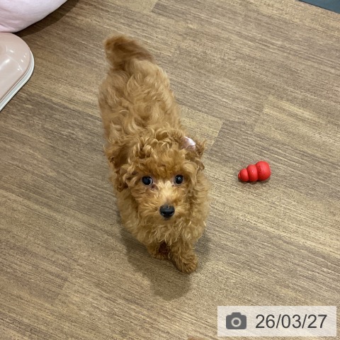 埼玉県のトイプードル(トイ) (ペッツワン 吉川美南店/2025年12月21日生まれ/女の子/レッド)の子犬の3枚目の画像