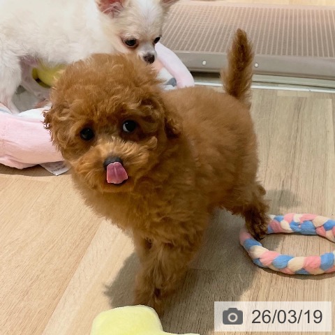 トイ・プードルの写真