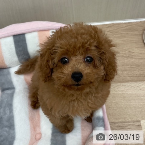 トイ・プードルの写真