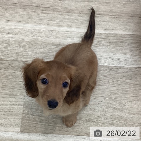 山梨県のミニチュアダックスフンド(ロング) (ペットプラス 甲府国母店/2025年12月14日生まれ/女の子/シェーデットレッド)の子犬の3枚目の画像