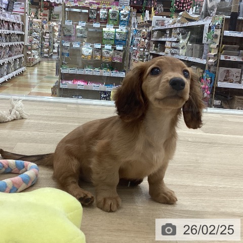 山梨県のミニチュアダックスフンド(ロング) (ペットプラス 甲府国母店/2025年12月14日生まれ/女の子/シェーデットレッド)の子犬の4枚目の画像