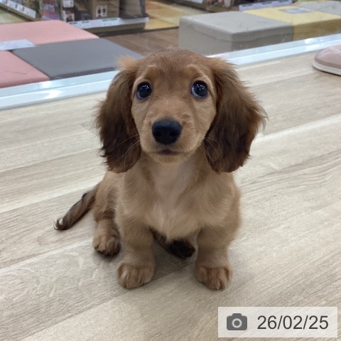 山梨県のミニチュアダックスフンド(ロング) (ペットプラス 甲府国母店/2025年12月14日生まれ/女の子/シェーデットレッド)の子犬の3枚目の画像