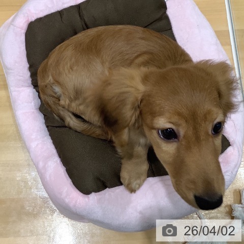 山梨県のミニチュアダックスフンド(ロング) (ペットプラス 甲府昭和店/2025年12月14日生まれ/女の子/シェーデットレッド)の子犬の4枚目の画像