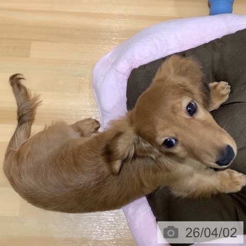 山梨県のミニチュアダックスフンド(ロング) (ペットプラス 甲府昭和店/2025年12月14日生まれ/女の子/シェーデットレッド)の子犬の3枚目の画像