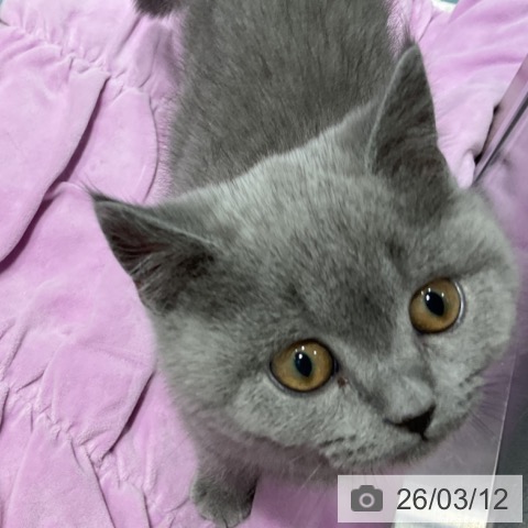 埼玉県のブリティッシュショートヘアー (ペットプラス コクーンシティ店/2025年12月21日生まれ/男の子/ブルー)の子猫の4枚目の画像