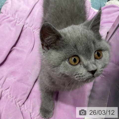 埼玉県のブリティッシュショートヘアー (ペットプラス コクーンシティ店/2025年12月21日生まれ/男の子/ブルー)の子猫の3枚目の画像