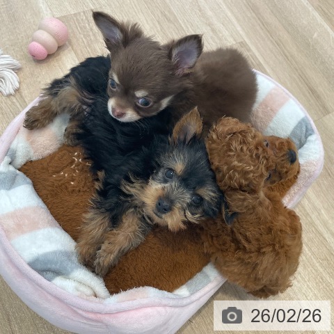 ヨークシャー・テリアの写真