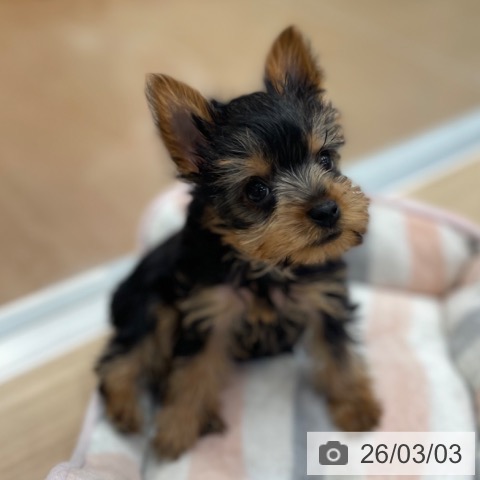 神奈川県のヨークシャーテリア (ペットプラス テラスモール湘南店/2025年12月22日生まれ/女の子/スチールブルータン)の子犬の4枚目の画像