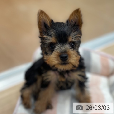 神奈川県のヨークシャーテリア (ペットプラス テラスモール湘南店/2025年12月22日生まれ/女の子/スチールブルータン)の子犬の3枚目の画像