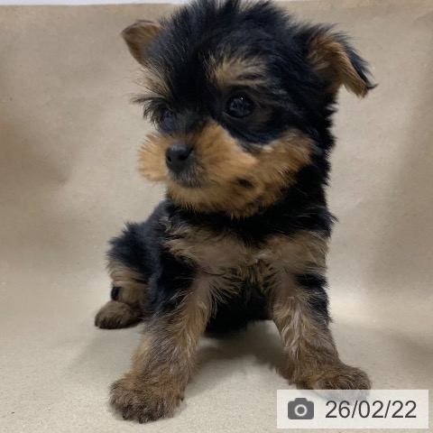 千葉県のヨークシャーテリア (ペットプラス 幕張新都心店/2025年12月22日生まれ/女の子/スチールブルータン)の子犬の4枚目の画像