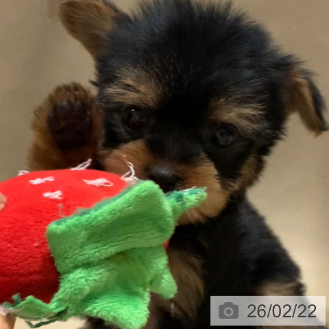 千葉県のヨークシャーテリア (ペットプラス 幕張新都心店/2025年12月22日生まれ/女の子/スチールブルータン)の子犬の3枚目の画像