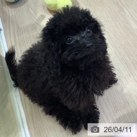 トイ・プードルの写真