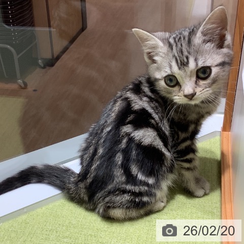 アメリカンショートヘアの写真