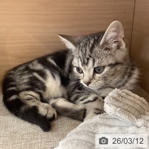 埼玉県のアメリカンショートヘアー (ペットプラス クレアモール川越店/2025年12月17日生まれ/男の子/シルバータビー)の子猫の4枚目の画像