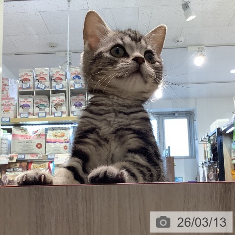 埼玉県のアメリカンショートヘアー (ペットプラス クレアモール川越店/2025年12月17日生まれ/男の子/シルバータビー)の子猫の3枚目の画像