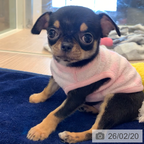 千葉県のチワワ(ロング) (ペットプラス 幕張新都心店/2025年12月20日生まれ/女の子/ブラックタンホワイト)の子犬の4枚目の画像