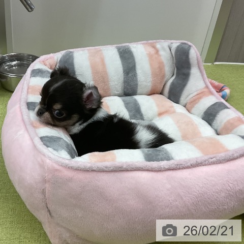 千葉県のチワワ(ロング) (ペットプラス 成田店/2025年12月21日生まれ/男の子/ブラックタンホワイト)の子犬の4枚目の画像