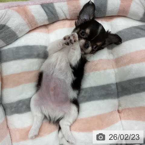 千葉県のチワワ(ロング) (ペットプラス 成田店/2025年12月21日生まれ/男の子/ブラックタンホワイト)の子犬の4枚目の画像