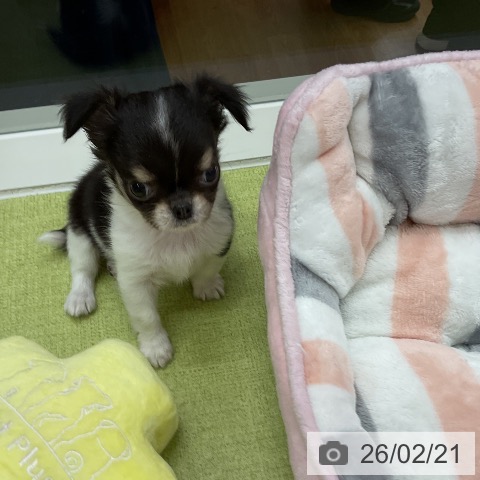 千葉県のチワワ(ロング) (ペットプラス 成田店/2025年12月21日生まれ/男の子/ブラックタンホワイト)の子犬の3枚目の画像