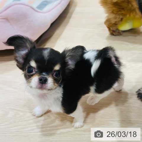 千葉県のチワワ(ロング) (ペットプラス ユーカリが丘店/2025年12月21日生まれ/男の子/ブラックタンホワイト)の子犬の3枚目の画像