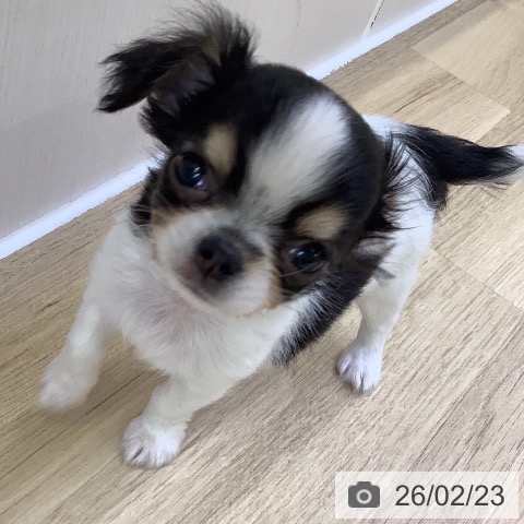 山梨県のチワワ(ロング) (ペットプラス 甲府昭和店/2025年12月21日生まれ/男の子/ブラックタンホワイト)の子犬の4枚目の画像