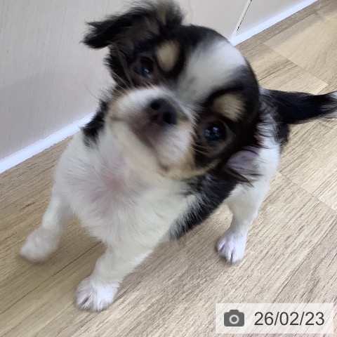 山梨県のチワワ(ロング) (ペットプラス 甲府昭和店/2025年12月21日生まれ/男の子/ブラックタンホワイト)の子犬の3枚目の画像