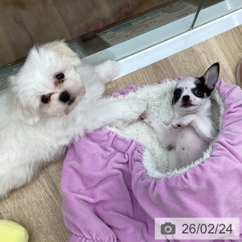 福島県のチワワ(ロング) (ペットプラス 福島店/2025年12月22日生まれ/男の子/ホワイトブラックタン)の子犬の4枚目の画像