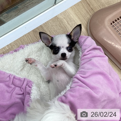 福島県のチワワ(ロング) (ペットプラス 福島店/2025年12月22日生まれ/男の子/ホワイトブラックタン)の子犬の3枚目の画像