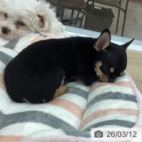 神奈川県のチワワ(ロング) (ペットプラス モザイクモール港北店/2025年12月22日生まれ/男の子/ブラックタンホワイト)の子犬の4枚目の画像