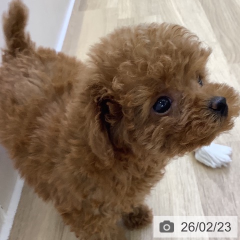 山梨県のトイプードル(トイ) (ペットプラス 甲府昭和店/2025年12月20日生まれ/女の子/レッド)の子犬の4枚目の画像