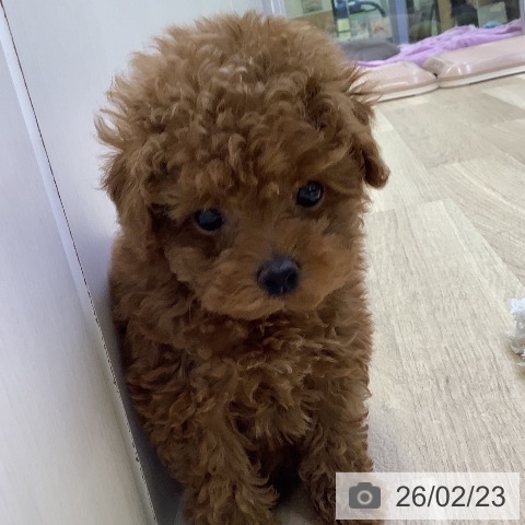 山梨県のトイプードル(トイ) (ペットプラス 甲府昭和店/2025年12月20日生まれ/女の子/レッド)の子犬の3枚目の画像