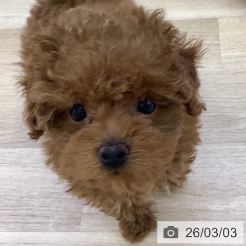 山梨県のトイプードル(トイ) (ペットプラス 甲府昭和店/2025年12月20日生まれ/女の子/レッド)の子犬の4枚目の画像