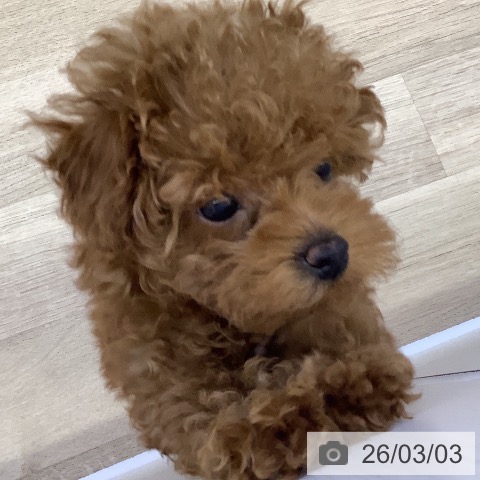 山梨県のトイプードル(トイ) (ペットプラス 甲府昭和店/2025年12月20日生まれ/女の子/レッド)の子犬の3枚目の画像