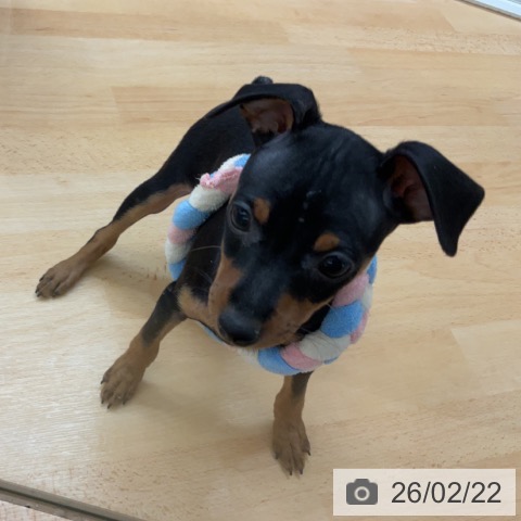 埼玉県のミニチュアピンシャー (ペットプラス 浦和美園店/2025年12月17日生まれ/女の子/ブラックタン)の子犬の3枚目の画像