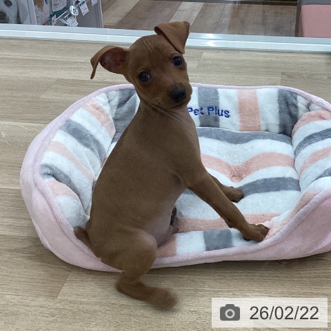 山梨県のミニチュアピンシャー (ペットプラス 甲府国母店/2025年12月21日生まれ/男の子/レッド)の子犬の3枚目の画像