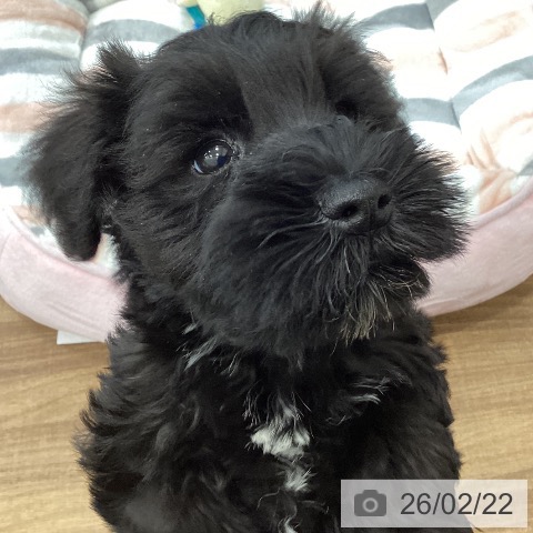 ミニチュア・シュナウザーの写真