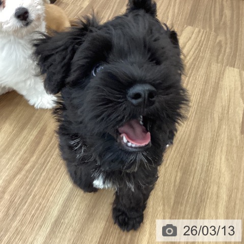 茨城県のミニチュアシュナウザー (ペッツワン つくば店/2025年12月17日生まれ/男の子/ブラック)の子犬の4枚目の画像